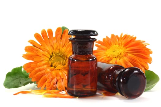 Calendula tincture and fresh flowers against white background