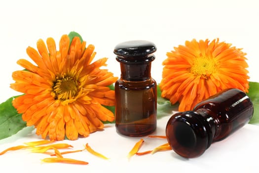 Calendula tincture and fresh flowers against white background