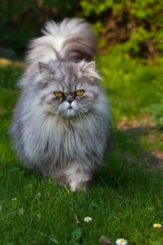 Persian tomcat