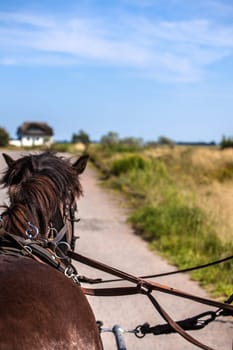 Carriage ride