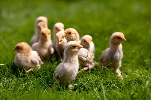 Chick..........