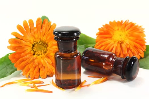 Calendula tincture and fresh flowers against white background