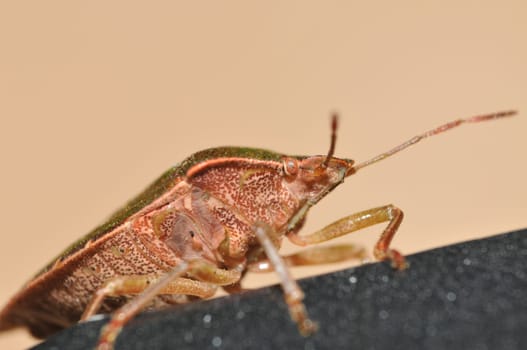 die kleine wanze