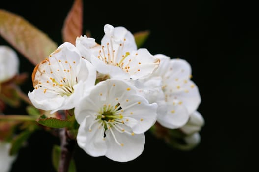 Cherry blossom