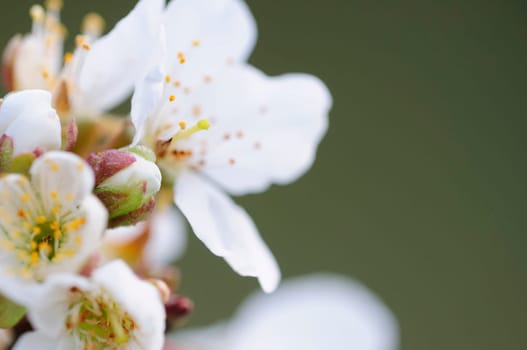 Cherry blossom