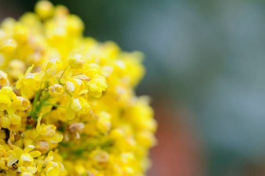 Spring greeting