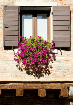 Pot of flowers on the window