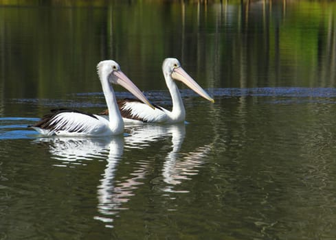 Two pelicans swimming side by side.