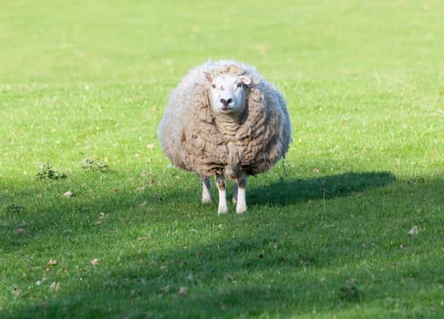 Sheep in meadow in Wales with very large amount of wool in round shape