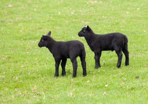 Two welsh lambs with black wool in a field in springtime
