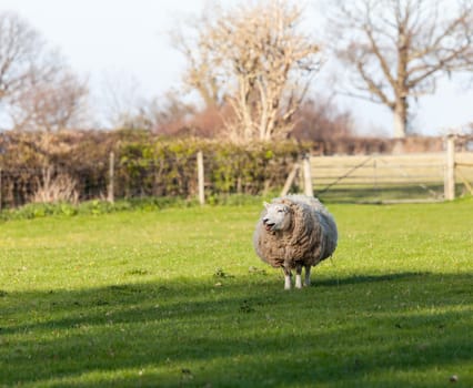 Sheep in meadow in Wales with very large amount of wool in round shape