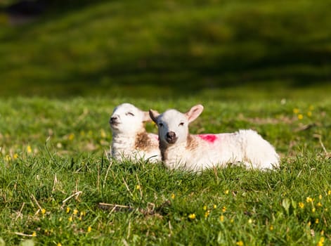 Two welsh lambs with white wool in a field in springtime