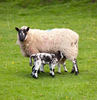 Two welsh lambs with black and white wool feeding from mother sheep