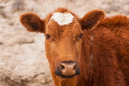 Calf frontal in landscape format