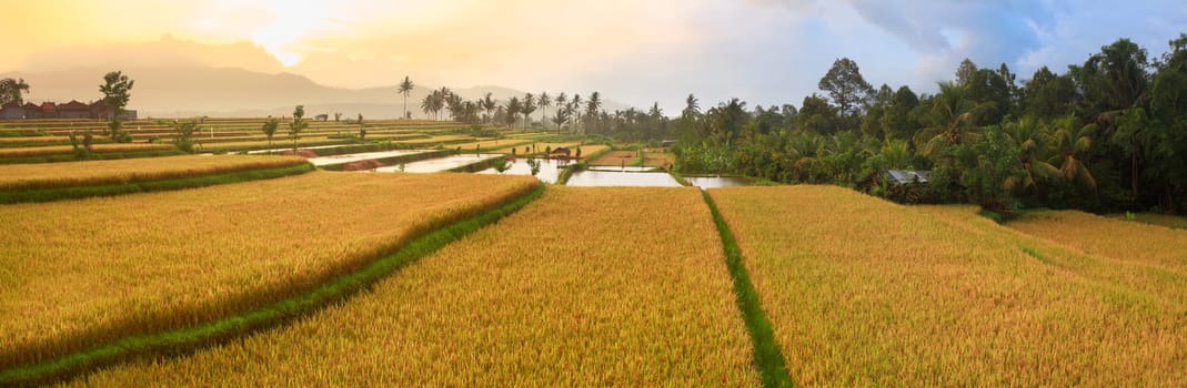 Panorama of the paddy rice field. Bali