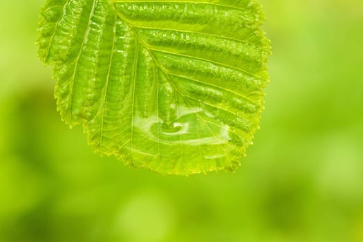 a single green wet leaf, very shallow focus