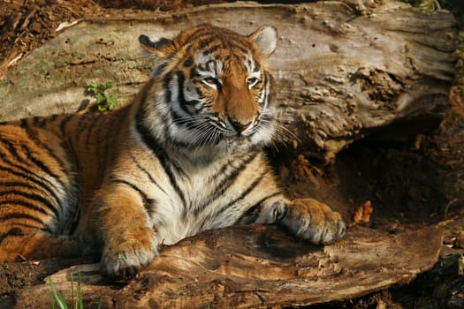 Siberian tiger