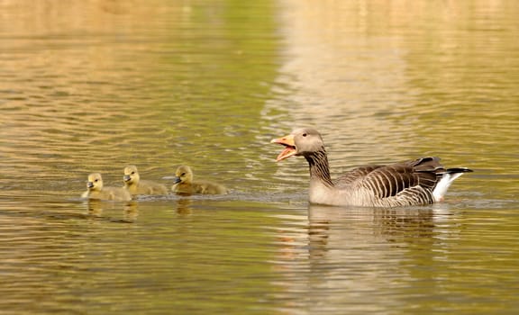Greylag Goose has offspring