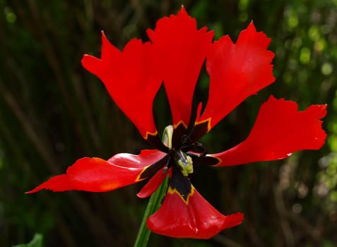 Parrot Tulip