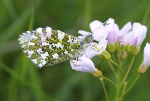 Orange tip