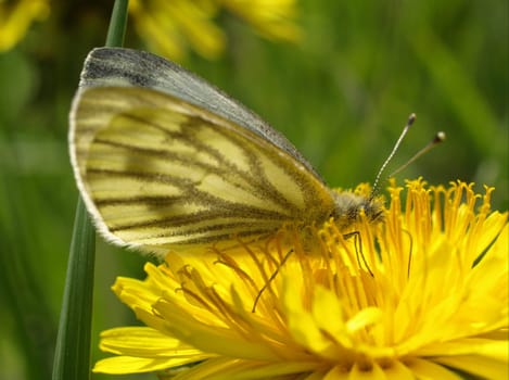 Green-veined white