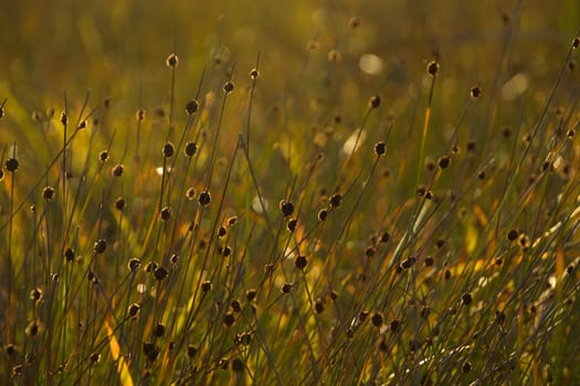 A field of grass and reeds backlit by the sun