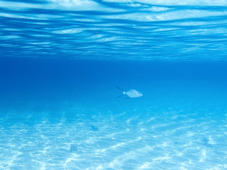 Sandy bottom, surface and fish in blue underwater