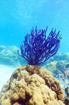 Beautiful coral underwater. Water surface on background