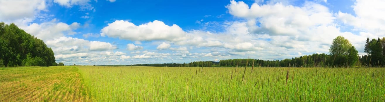 Panorama of a wheat field and cloudy sky