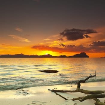 Sunset over the island. Dry tree on the foreground