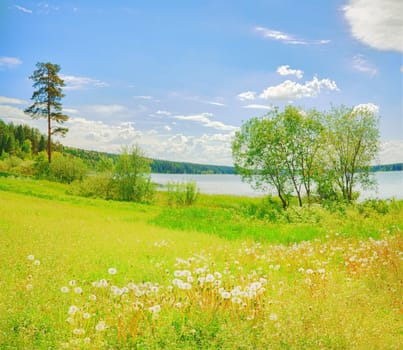 Lake in the forest. Dandelions on the foreground
