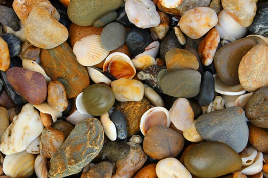 Pebbles and shells found on the coast.