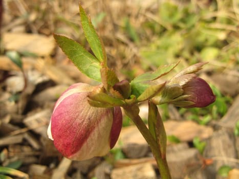 Christmas Rose - Helleborus