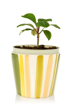 pot with house plant on a white background