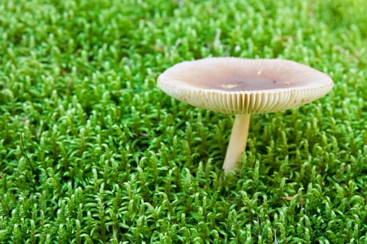 white toadstool growing in a green moss. shallow dof