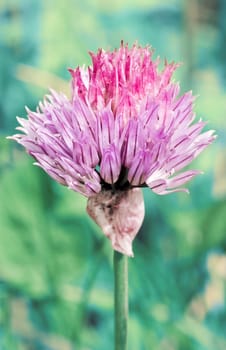 abstract purple flower bloom on blurry blue background