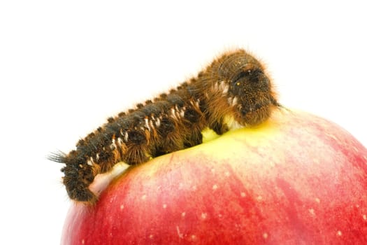 close-up of caterpillar on the red apple