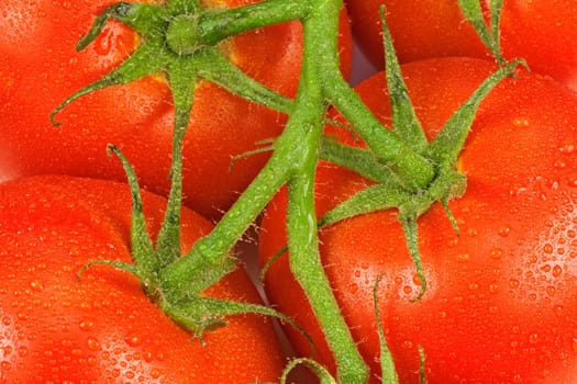 Red fresh tomatoes on a green twig