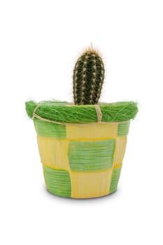 cactus in a decorative pot, isolated on white background