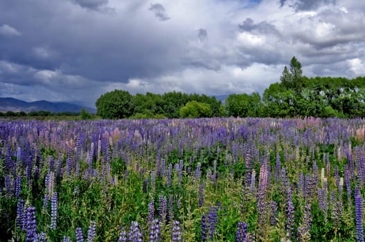 Lupine River Landscape