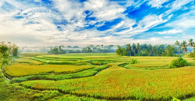 Panorama of the paddy rice field. Philippines