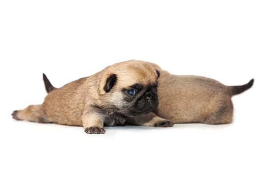Puppies