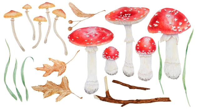 Big set of Red fly agaric, toadstools, dry leaves, branch, linden seeds, green grass. Watercolor hand drawn realistic botanical illustration with Amanita muscaria, Galerina marginata, poisonous mushrooms for eco goods, cards, posters, stickers, natural herbal medicine, books, healthy tea, cosmetics, homeopatic remedies.
