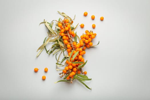 Sea buckthorn branches with leaves and ripe berries top view on light grey simple background..