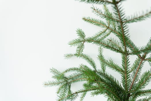 Green Christmas tree branch isolated on a white background. Place for an inscription. Christmas and New Year celebration concept