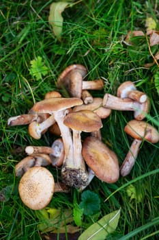 Many boletus mushrooms of different sizes on a green meadow in the forest. Ecotourism in a beautiful forest. Mushrooms with beautiful caps