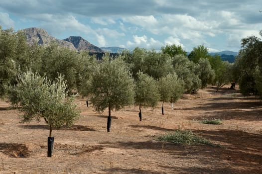 A nature background with olive grove in Andalusia. Agriculture concept. Cultivation of olives for sale in local farmer markets and export