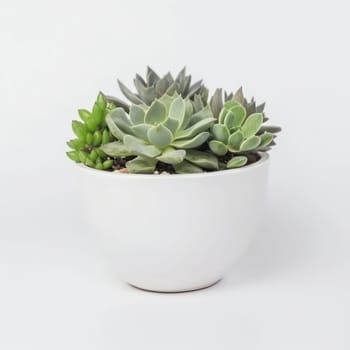 Green up your life with these beautiful succulent arrangements in a white pot. A perfect addition to any modern decor. Care and tips included. AI Generative.
