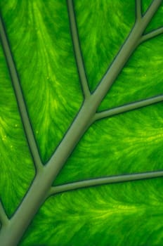 Abstract detail of the leaf