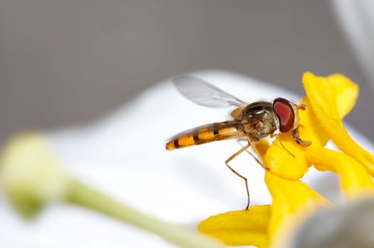 Detail (close-up) of the syrphid-fly - two-winged insects